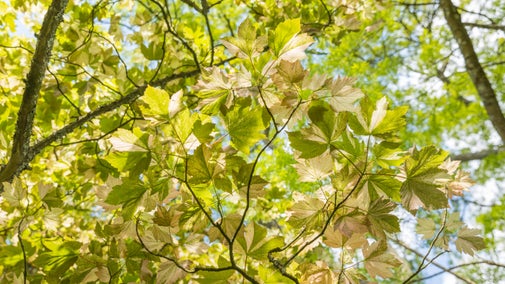 Sycamore leaves